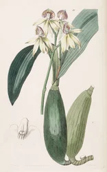 Prosthechea cochleata (jako syn. Epidendrum lancifolium)